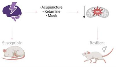 Editorial: Resilience to stress-related mood disorders: Involvement of oxidative stress